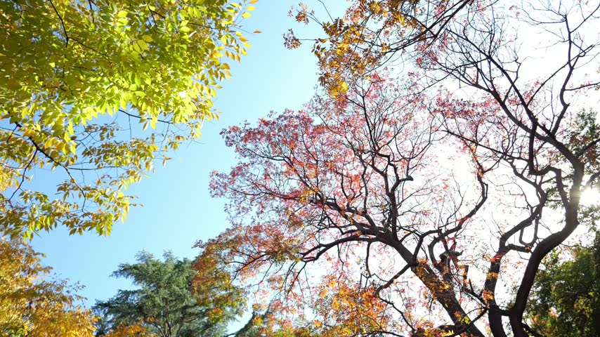 Pan shot of maple and conifer tree branches under a clear blue sky in vibrant autumn.