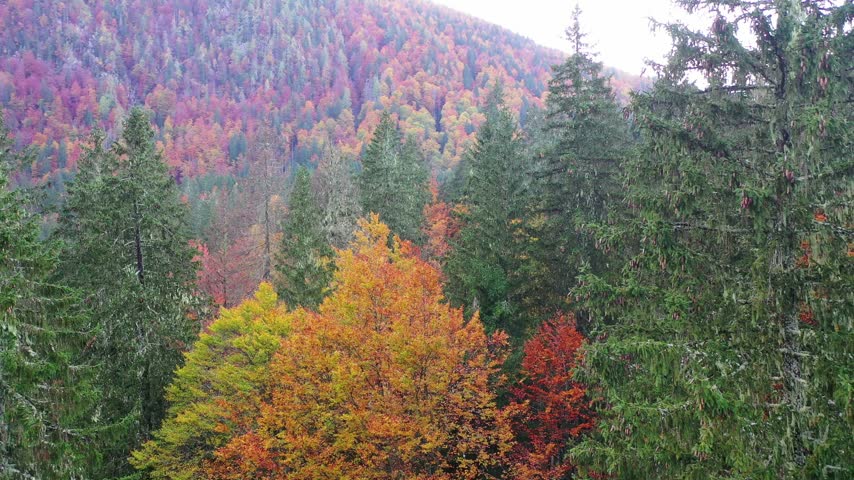 Autumn trees, aerial view. Foliage