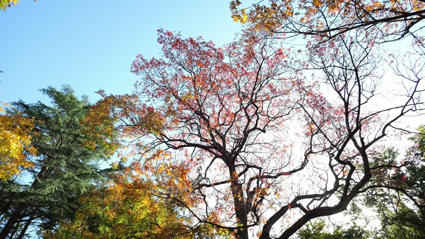 Pan shot of maple and conifer tree branches under a clear blue sky in vibrant autumn.