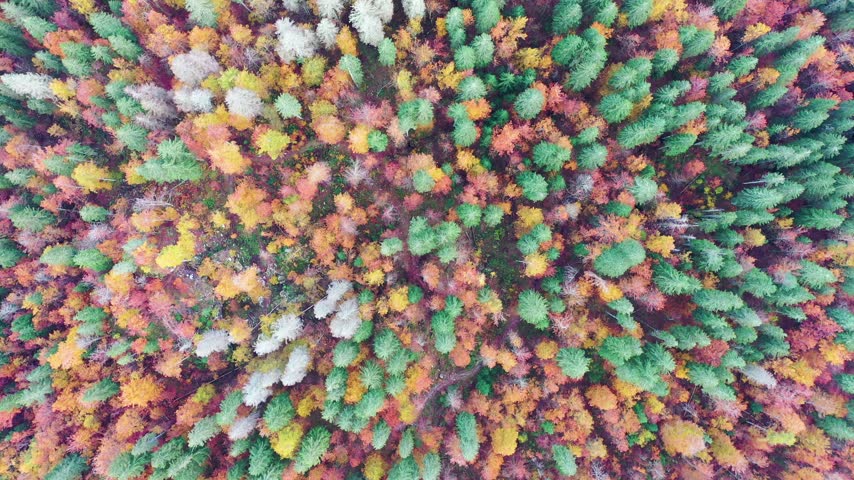 Autumn trees, aerial view. Foliage