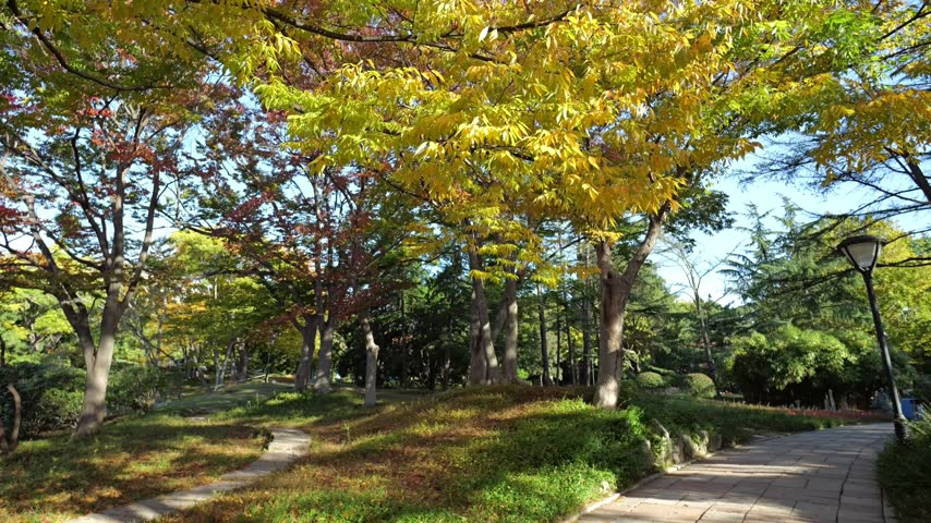 Pan shot of maple and conifer tree branches under a clear blue sky in vibrant autumn.