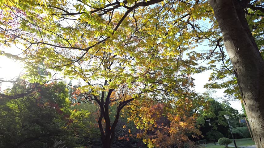 Pan shot of maple and conifer tree branches under a clear blue sky in vibrant autumn.
