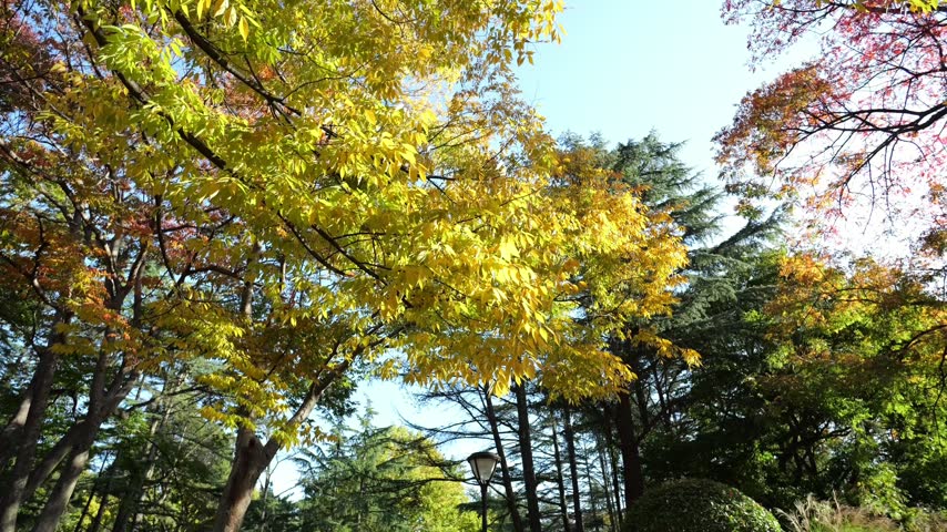 Pan shot of maple and conifer tree branches under a clear blue sky in vibrant autumn.