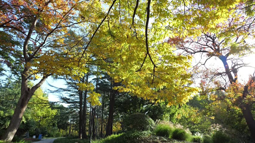 Pan shot of maple and conifer tree branches under a clear blue sky in vibrant autumn.