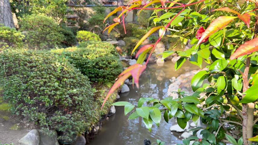 Peaceful garden scene captured in cinematic footage showcasing calm water stream surrounded by trimmed bushes and bright seasonal leaves during sunny day in tranquil Japanese landscape.