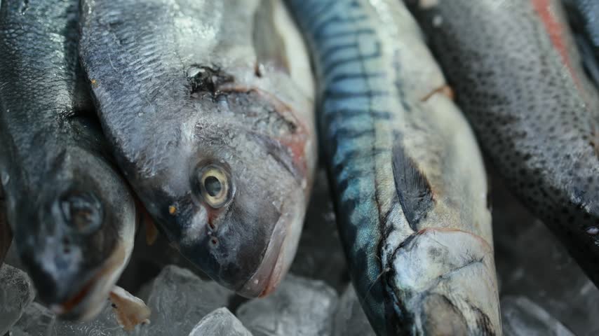 Fresh raw fish with mackerel and sea bream lying on crushed ice at market stall. Closeup of seafood catch for sale. Fishing industry and fresh food market concept.