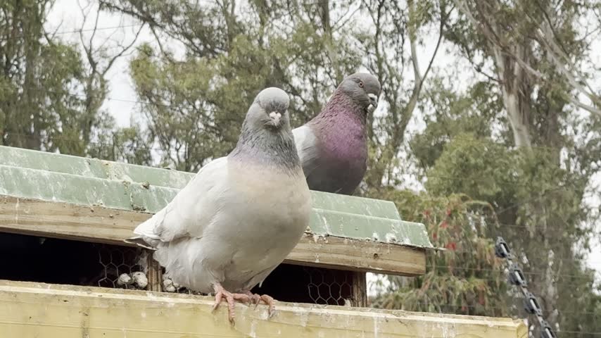 Two pigeons perched on a wooden animal shelter outdoors.