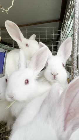 White baby rabbits gathered together inside a small animal enclosure.