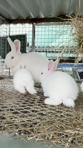 Several white baby rabbits gathered inside a covered animal enclosure.