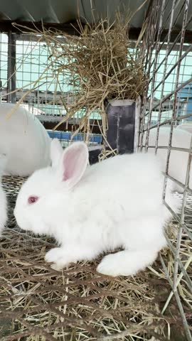 White baby rabbits standing together on hay inside an enclosure.