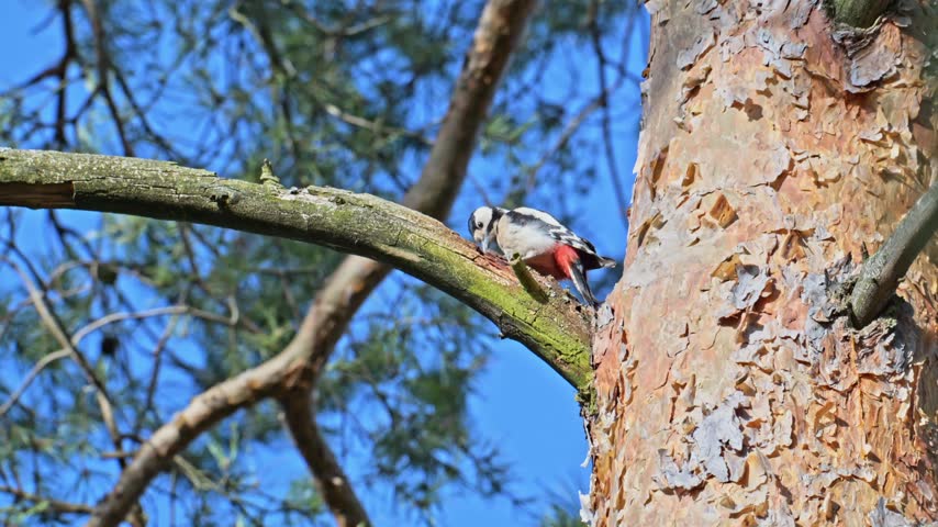 Great spotted woodpecker pecking a pinecone on a branch in slow motion