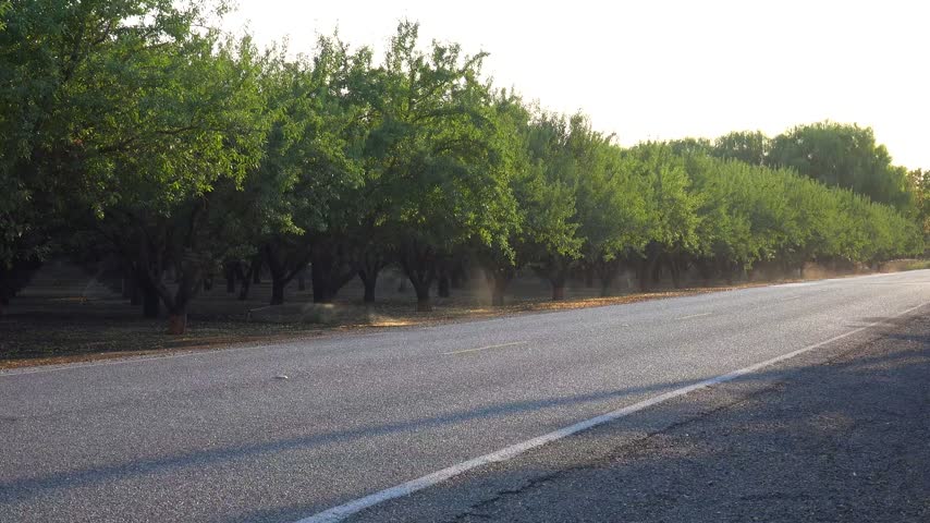 Green orchard by a road, active sprinklers create mist, warm sunlit scene with trees and rural road footage.