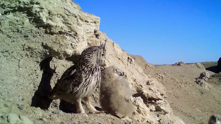 A female Eurasian eagle owl (Bubo bubo) taking off from her nest while two chicks wait for food; desert area in southern Kazakhstan.