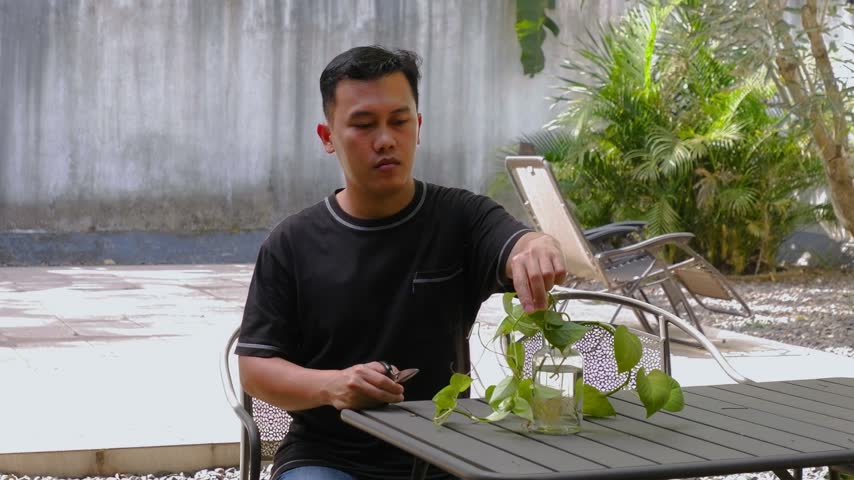 Asian man sitting outdoors propagating green pothos plant stem cuttings into glass water vase at backyard table