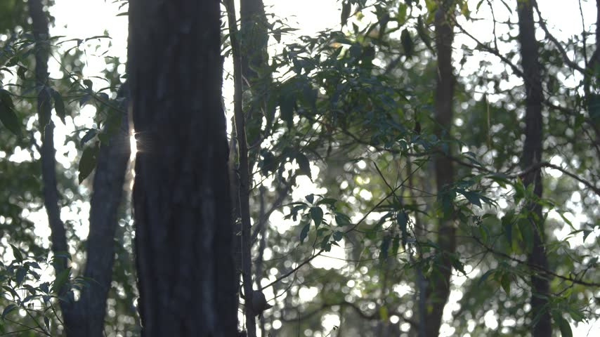 Sun rays peeking through dark tree trunks in peaceful woodland forest during golden hour light. Cinematic outdoor footage capturing soft sunlight lens flare moving across foliage.