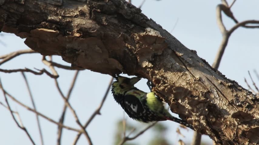 17 seconds. A  Crested Barbet, Trachyphonus vaillantii, has evicted a Blackcollared  Barbet and is completing the nest hole that the smaller bird began.  Bulawayo, Zimbabwe. 