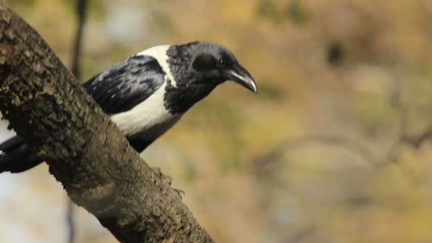 8 seconds. A Pied Crow, Corvus albus, sits in a tree near our garden, moving about and looking all around. Bulawayo, Zimbabwe. 