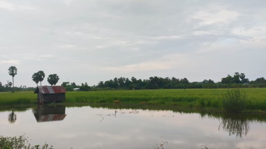 Static wide shot of an old wooden hut with rusty corrugated roof reflected in a tranquil water pond next to lush green paddy fields and palm trees under cloudy sky