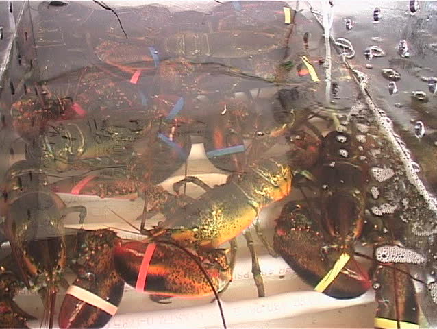 Lobster