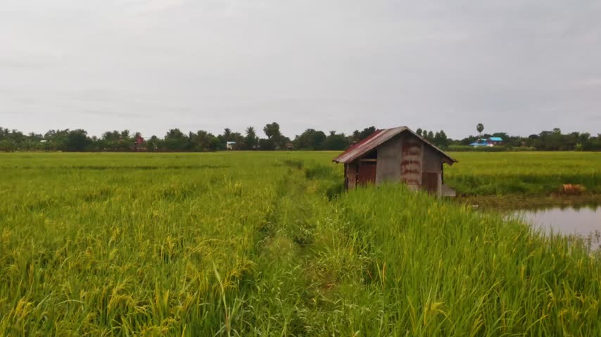 Static wide shot of an authentic wooden hut with rusty corrugated roof sitting next to a narrow path and pond in a lush green paddy field under overcast sky