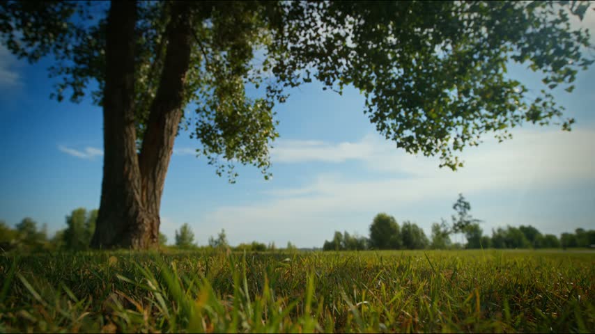 Low ground perspective of mature tree trunk and grassy meadow under sunlit blue sky with leafy canopy framing view