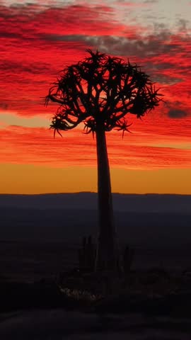Quiver Tree Silhouette Against a Dramatic Red Sunset in Namibia