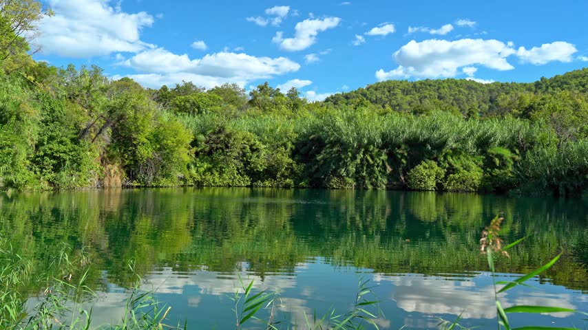 Scenic view of a tranquil pond surrounded by lush green forest and reeds under a bright blue sky with white clouds