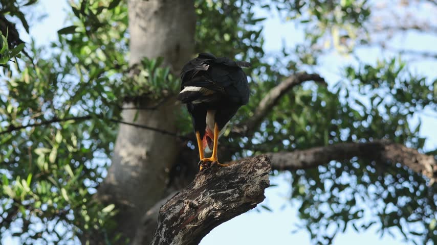 Crested Caracara grooming its feathers on a branch in Costa Rica