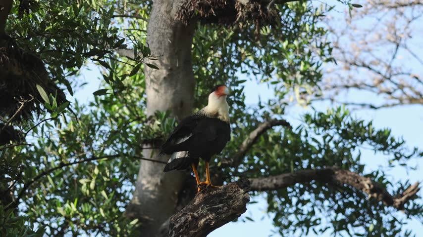 Crested Caracara grooming its feathers on a branch in Costa Rica
