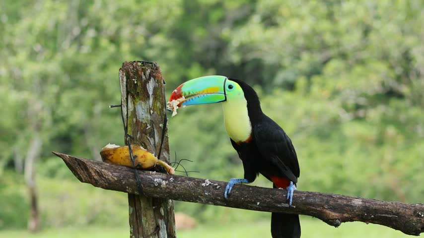 Unusually blue-colored Keel-billed Toucan feeding on fruit in Costa Rica