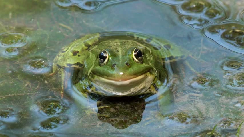 Hilarious macro 4K footage of green water frog pelophylax smiling in pond water with big bulging eyes. Funny amphibian face looking at camera.