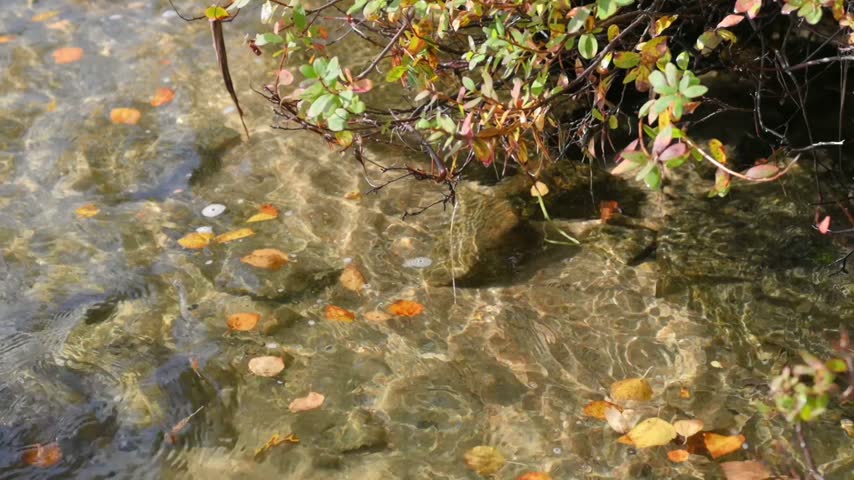 clear water stream with autumn leaves under small forest bush