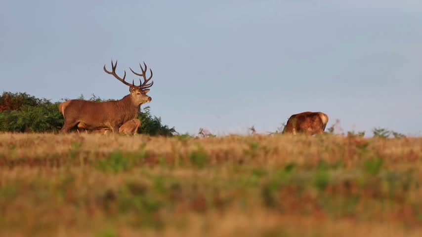 Beautiful red deer stag with big antlers alert in golden autumn grassland field with hinds grazing behind. Powerful male deer in rutting season.