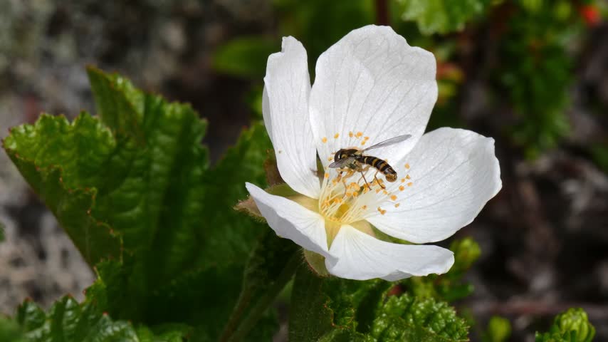 A beautiful cloudberry flower at the very peak of its beauty in the northern tundra on a summer polar day. A striped fly is collecting nectar from the flower.