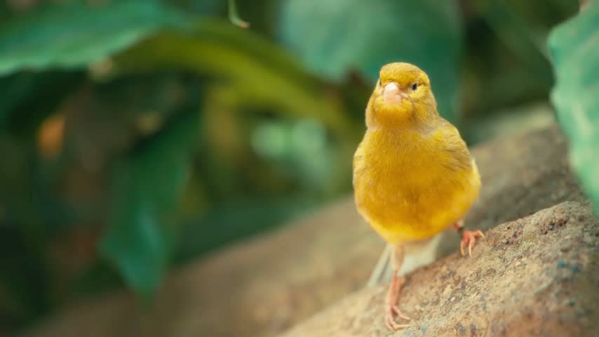 Adorable small yellow atlantic canary serinus canaria singing and looking around on rock in garden. Beautiful bright finch in natural green bokeh.