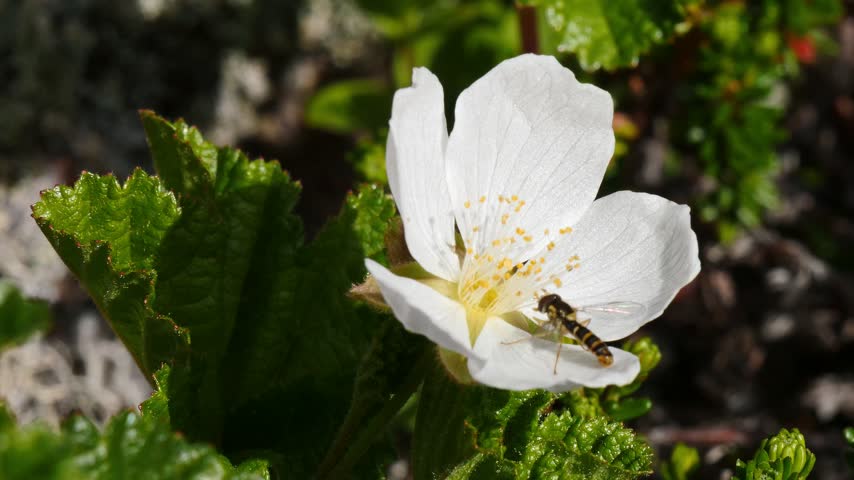 A beautiful cloudberry flower at the very peak of its beauty in the northern tundra on a summer polar day. A striped fly is collecting nectar from the flower.