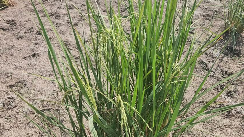 Tall grass plants growing in rural field. Close view of tall natural grasses and green vegetation in the countryside.