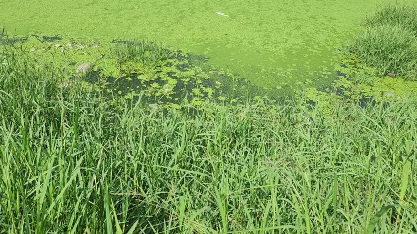 Tall green grass growing beside pond. Dense tall green grass and wetland vegetation growing near rural water.
