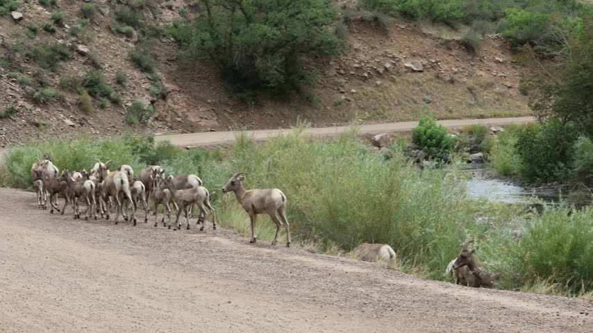 Herd of bighorn sheep ewes with lambs emerging from the water.