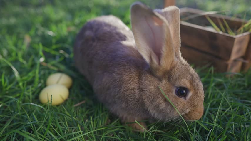 Easter rabbit egg courtyard. A brown rabbit sits on green grass while yellow eggs rest nearby. The brown rabbit explores the grass next to the yellow eggs in the natural setting.