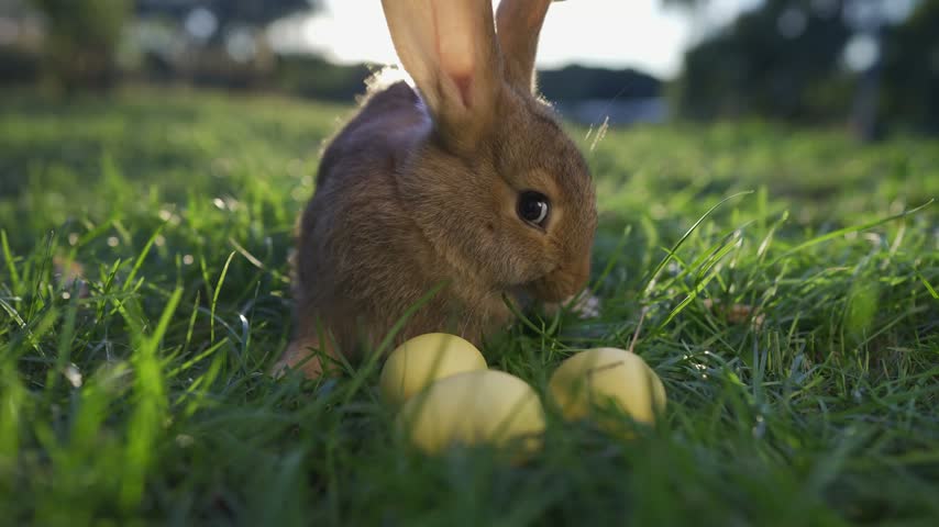 Easter rabbit egg courtyard. The rabbit examines yellow eggs on the grass, while the rabbit