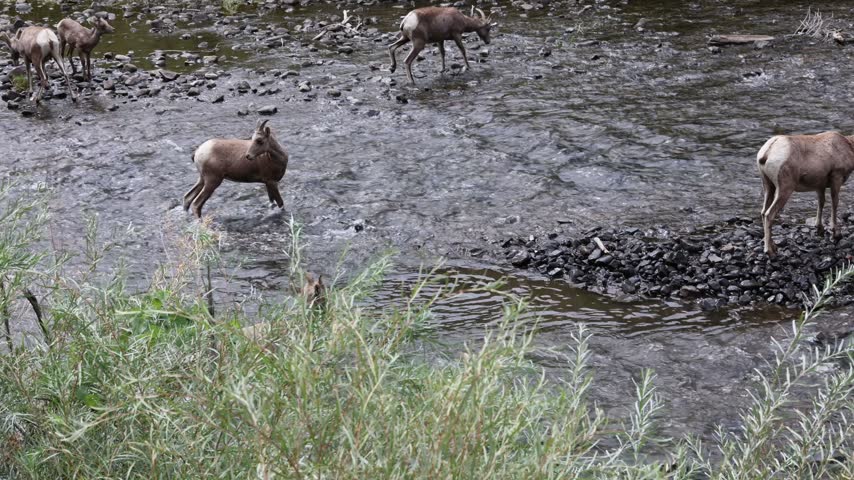 Bighorn sheep ewe with lambs wading in a river.
