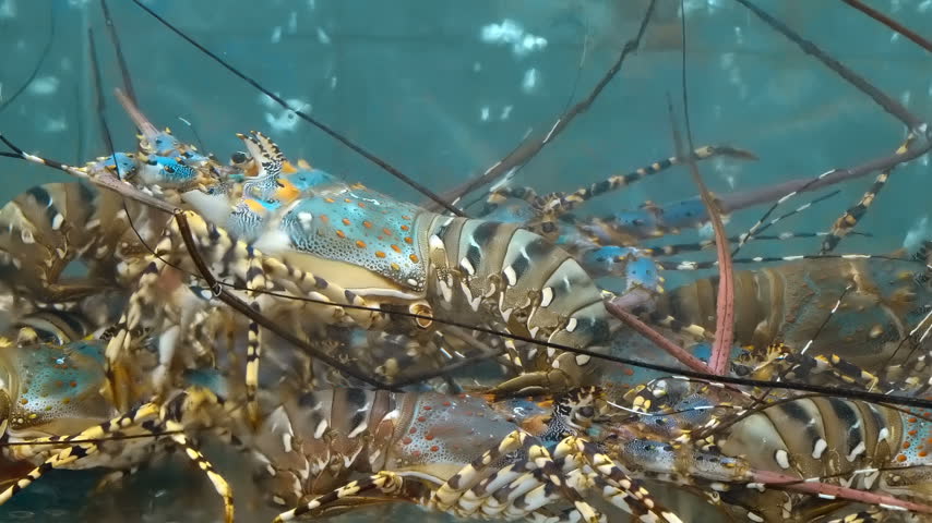 Several Ornate Spiny Lobster (Panulirus ornatus), also known as the Tropical Rock Lobster or Flower Dragon (Hualong), recognizable by their distinctive blue and green shells with white spots placed in a large aquarium tank moving their long mustache antennae