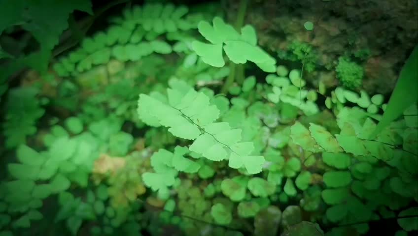 Vibrant green maidenhair fern plants with delicate leaves growing in wet soil environment