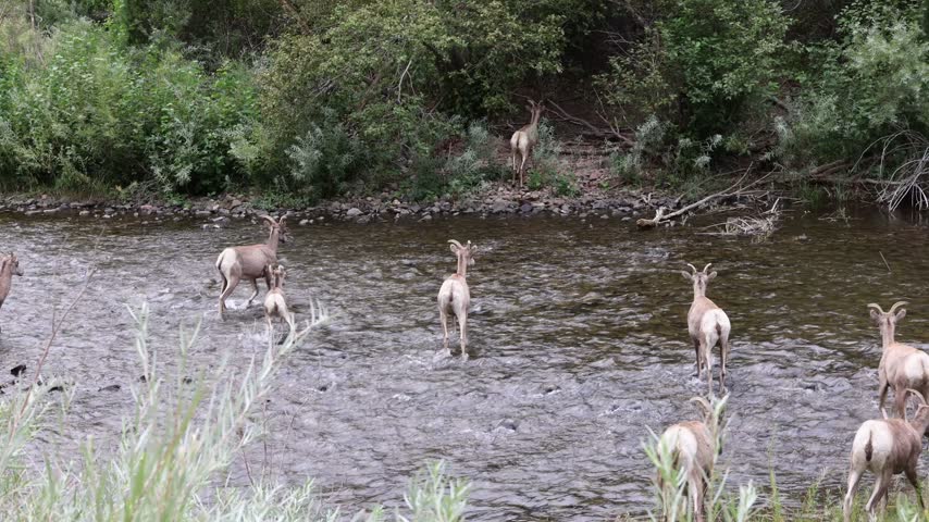 Herd of bighorn sheep ewes with lambs crossing a river.
