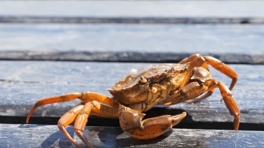 Black Sea crab. Arthropods on the seashore.