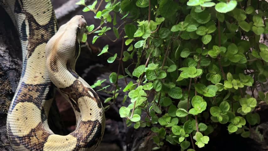 Boa constrictor snake on tree branch, native to Central and South America. Reptile wildlife for zoology, animal life observation, biology, science education, learning, research and conservation study.