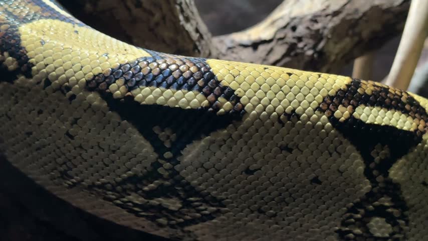 Boa constrictor snake on tree branch, native to Central and South America. Reptile wildlife for zoology, animal life observation, biology, science education, learning, research and conservation study.