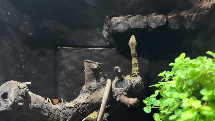 Boa constrictor snake on tree branch, native to Central and South America. Reptile wildlife for zoology, animal life observation, biology, science education, learning, research and conservation study.