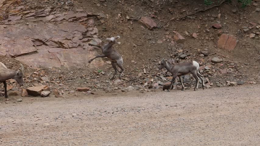 Bighorn sheep ewes with lambs on the canyon rocks.